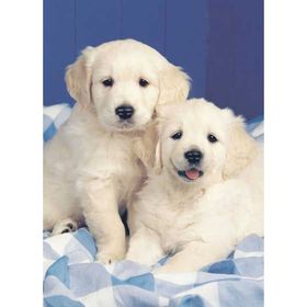 Ravensburger Beyaz Köpekler 500 Parça Puzzle