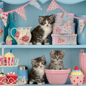Ravensburger Kedi Yavruları ve Kekler 500 Parça Puzzle