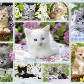 Ravensburger Sepetteki Kediler 500 Parça Puzzle