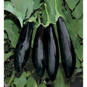 Rem Seeds 100gr Aydın Siyahı 55 Patlıcan Tohumu
