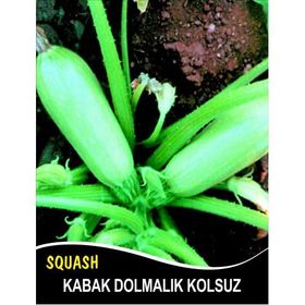 Rem Seeds 100gr Sakız Beyaz Dolmalık Kabak Tohumu