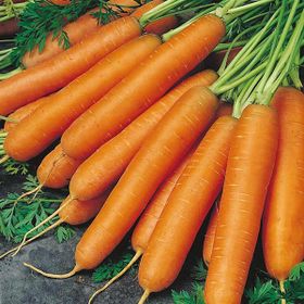 Rem Seeds 100gr Scarlet Nantes Havuç Tohumu
