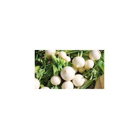Rem Seeds 100gr Toros Beyazı Turp Tohumu