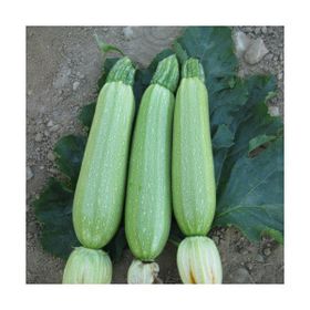 Rem Seeds 10gr Sakız Beyaz Dolmalık Kabak Tohumu