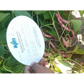 Rem Seeds 10kg Sırık Defne Barbunya Tohumu