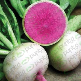 Rem Seeds 1kg Çin Turpu Turp Tohumu