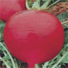 Rem Seeds 1kg Toros Kırmızısı Turp Tohumu