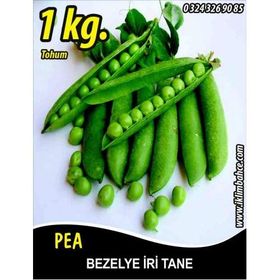 Rem Seeds 1kg Utrillo Araka İri Tane Bezelye Tohumu