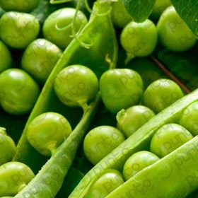 Rem Seeds 1kg Utrillo Araka İri Tane Bezelye Tohumu