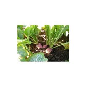 Rem Seeds 1kg Yem Şalgamı Tohumu