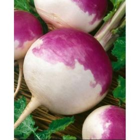 Rem Seeds 1kg Yem Şalgamı Tohumu
