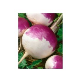 Rem Seeds 1kg Yem Şalgamı Tohumu