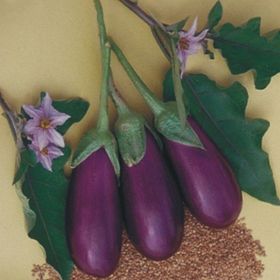 Rem Seeds 25gr Antep Dolmalık Patlıcan Tohumu
