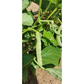 Rem Seeds 2kg Karlı Beyaz Oturak Barbunya Tohumu