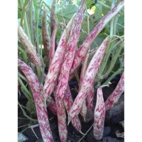 Rem Seeds 2kg Oturak Hale Barbunya Tohumu