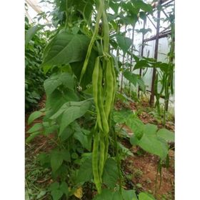 Rem Seeds 2kg Safiye Sırık Fasulye Tohumu