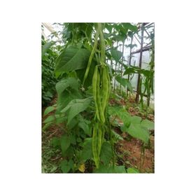 Rem Seeds 2kg Safiye Sırık Fasulye Tohumu