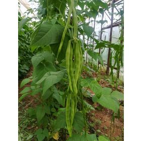 Rem Seeds 2kg Safiye Sırık Fasulye Tohumu