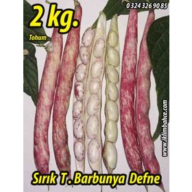 Rem Seeds 2kg Sırık Defne Barbunya Tohumu