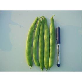 Rem Seeds 50gr Bora Oturak Fasulye Tohumu