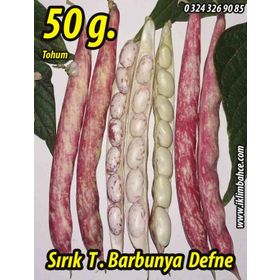 Rem Seeds 50gr Sırık Defne Barbunya Tohumu