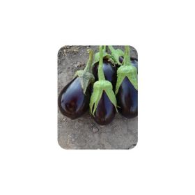 Rem Seeds 5gr Adana Dolmalık Patlıcan Tohumu