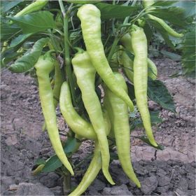 Rem Seeds 5gr Yalova Çarliston 341 Biber Tohumu