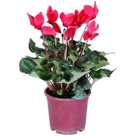 Reyondan Cyclamen Tavşan Kulağı