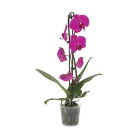 Reyondan Q12 Solo Plant Orkide