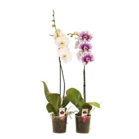 Reyondan Q12 Solo Plant Orkide