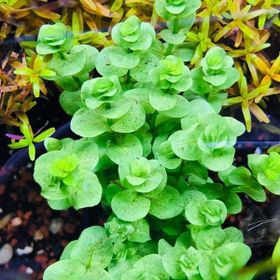 Rotala İndica Green Saksı Canlı Bitki