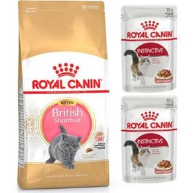 Royal Canin 2 kg British Shorthair Kitten Yavru Kedi Maması+ 2 Adet Parça Etli Yaş Mama