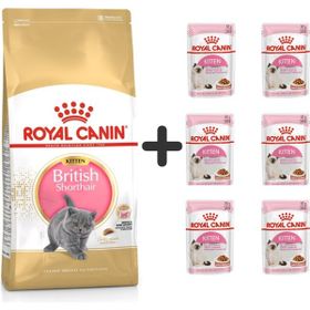 Royal Canin 2 kg Kitten British Shorthair Yavru Kedi Maması + 6 Adet Yaş Mama
