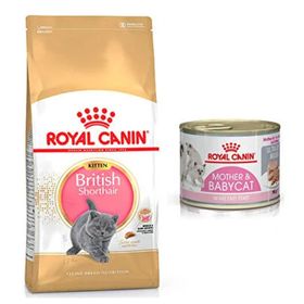Royal Canin British Shorthair Kitten Yavru 2 kg Kedi Maması + Royal Canin Mother 195 gr & Baby Konserve