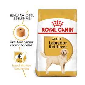 Royal Canin Labrador Retriever 30 12 KG Yetişkin Köpek Maması