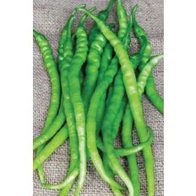 Royaleks 10 gr Acı Kıl Biber Tohumu
