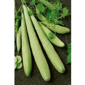 Royaleks 10 gr Acur Tohumu