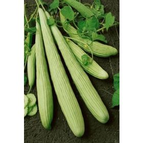 Royaleks 10 gr Acur Tohumu