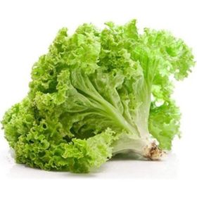 Royaleks 10 gr Yazlık Kıvırcık Marul Tohumu