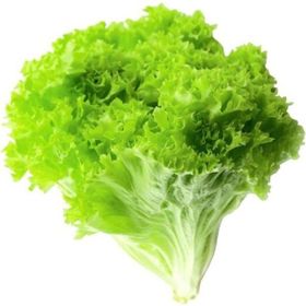 Royaleks 10 gr Yazlık Kıvırcık Marul Tohumu