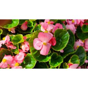 Rüzgarbotanik 30 Adet Şeker Begonya 5 cm-15 cm Fide