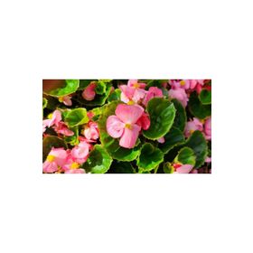 Rüzgarbotanik 30 Adet Şeker Begonya 5 cm-15 cm Fide