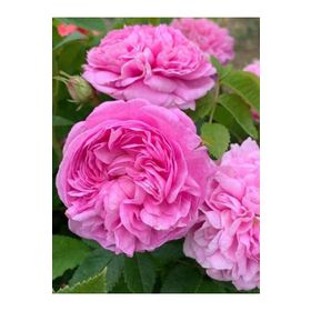 Rüzgarbotanik 40-60 cm Isparta Gülü Fidanı