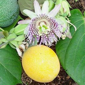 Rüzgarbotanik 80 cm-100 cm Meyveli Çarkıfelek Pasiflora Fidanı