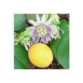 Rüzgarbotanik 80 cm-100 cm Meyveli Çarkıfelek Pasiflora Fidanı