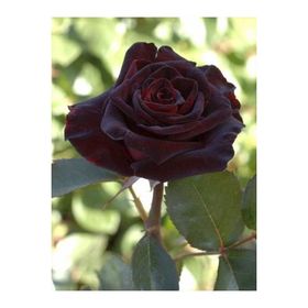 Rüzgarbotanik Bordo Yediven Gül Kokulu 40 cm-60 cm Fidan
