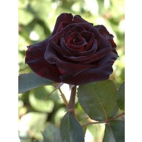 Rüzgarbotanik Bordo Yediven Gül Kokulu 40 cm-60 cm Fidan