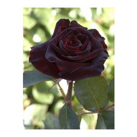Rüzgarbotanik Bordo Yediven Gül Kokulu 40 cm-60 cm Fidan