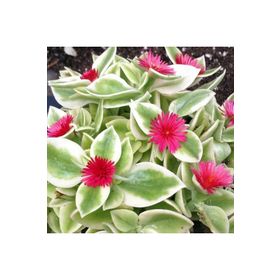 Rüzgarbotanik Buz Çiçeği 30 Adet 5 cm-15 cm Fide