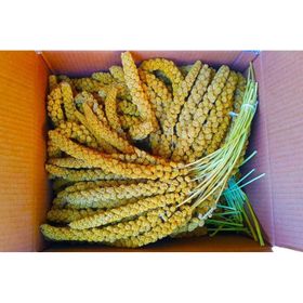 Sarı 250 gr Dal Darı